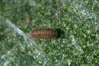 Larva of spider mite destroyer.