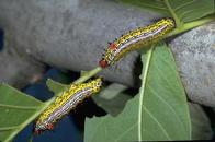 Redhumped caterpillar damage.