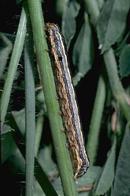 Western yellowstriped armyworm larva.