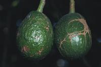 Avocado thrips fruit scarring