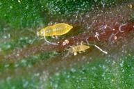 Citrus thrips larvae