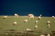 Photo of grazing sheep