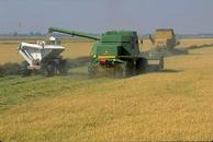 Photo of rice harvest