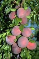 Rosemary plums.