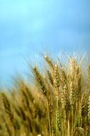 Photo of Wheat