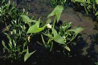 Photo of Califonia Arrowhead