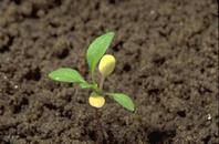 Seedling of London rocket, Sisymbrium irio, at the four-leaf stage.