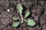 Annual sowthistle seedling.