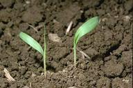 Johnsongrass seedlings.