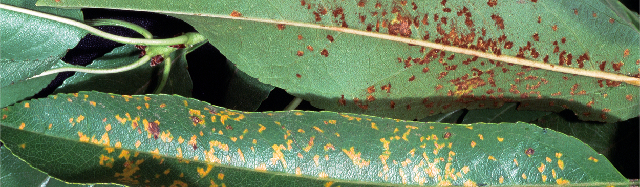 Rust pustules are reddish orange on the undersides of leaves (top) and appear as yellow spots on the upper leaf surface (bottom).