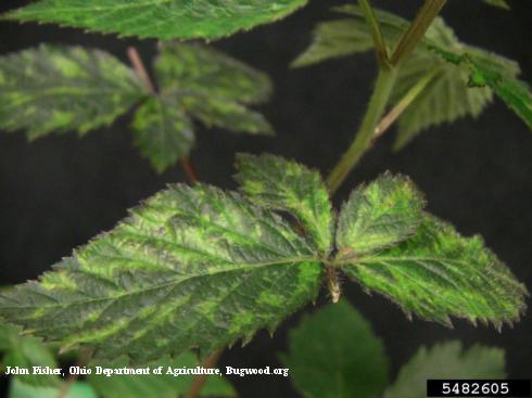 Pale mottling of caneberry leaves due to infection by <i>Tobacco ringspot virus</i>.