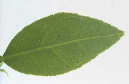 Clear, colorless veins on a slightly chlorotic citrus leaf infected with Citrus tristeza virus.