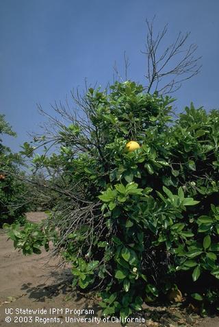 Some leafless branches and atypically dry fruit on a citrus tree declining from <i>Citrus tristeza virus</i>.