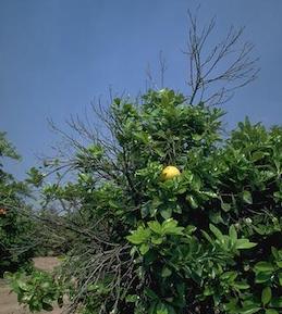 Leafless branches on a citrus tree declining from Citrus tristeza virus.