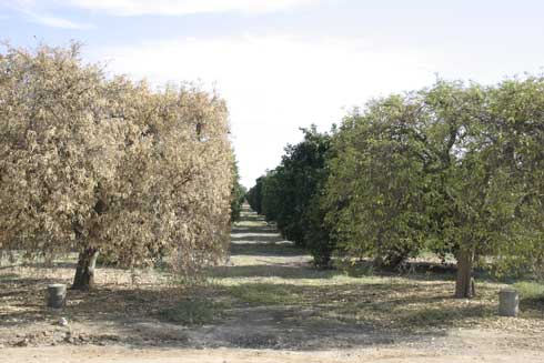 Two trees with quick decline due to <i>Citrus tristeza virus.</i>  The tree on the left is in an advanced stage of decline and the tree on the right is in the early stages of decline.