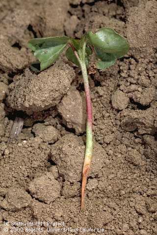 Seedling damaged by black root rot.