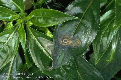 Foliage damaged by tomato spotted wilt virus.