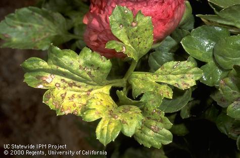 Foliage damaged by tomato spotted wilt virus.