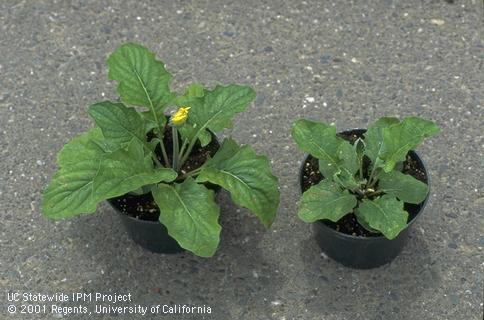 Foliage damaged by tomato spotted wilt virus.