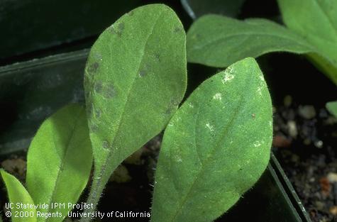 Foliage damaged by tomato spotted wilt virus.