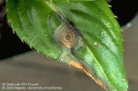 Concentric rings on an impatiens leaf caused by tomato spotted wilt virus.