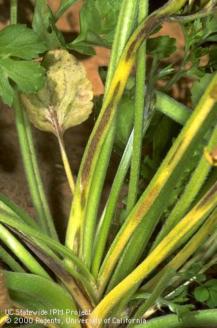 Stem damaged by tomato spotted wilt virus.