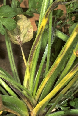 Ranunculus stems damaged by TSWV