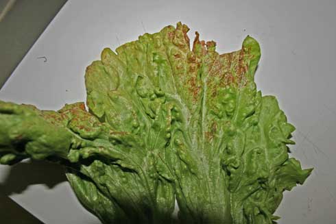 Necrotic lesions on iceberg lettuce caused by <i>Tomato spotted wilt virus.</i>.