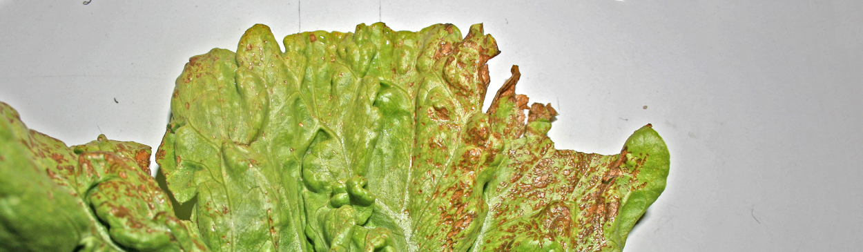 Necrotic lesions on iceberg lettuce caused by Tomato spotted wilt virus.
