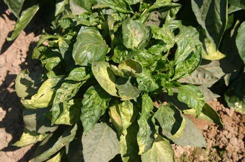 Pepper leaves with curling, crinkling, and pale green to yellow discoloration infected with <i>Tomato spotted wilt virus.</i>.