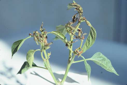 A pepper plant infected with <i>Tomato spotted wilt virus</i> showing pronounced necrotic leaves.