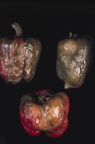 Spotting and distortion of pepper fruit caused by tomato spotted wilt virus.