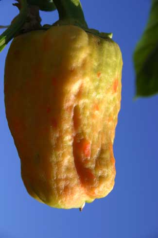 Bell pepper fruit with bumpy and spotted surface infected with <i>Tomato spotted wilt virus.</i>.