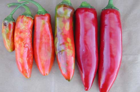 Distorted and spotted jalapeno fruit infected with <i>Tomato spotted wilt virus</i> (left) compared with healthy fruit (right).