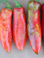 Distorted and spotted jalapeno fruit infected with Tomato spotted wilt virus (left) compared with healthy fruit (right).