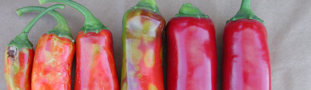 Distorted and spotted jalapeno fruit infected with <i>Tomato spotted wilt virus</i> (left) compared with healthy fruit (right).