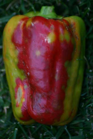 Discolored and bumpy red bell pepper infected with <i>Tomato spotted wilt virus.</i>.