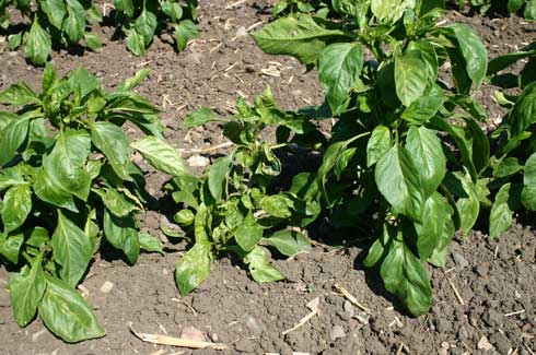 Stunted pepper plants (left) with curled, distorted leaves and pale green to yellow discoloration caused by <i>Tomato spotted wilt virus.</i>.