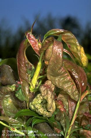 Peach leaf curl symptoms typical of a serious infection.