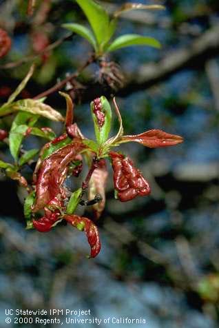 Foliage damaged by peach leaf curl.