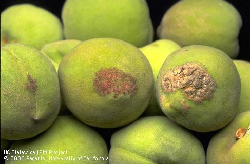 Leaf curl symptoms on green peaches.