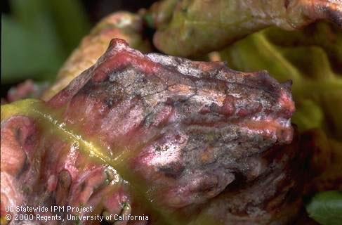 Red leaf with white sporulation of Taphrina, also black sporulation of other fungi - secondary invaders.