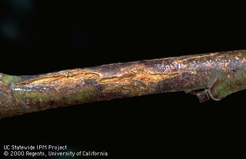 Rust lesion on second-year wood of peach.