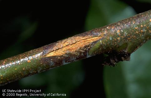 A canker on a peach twig caused by rust, <i>Tranzschelia discolor</i>.