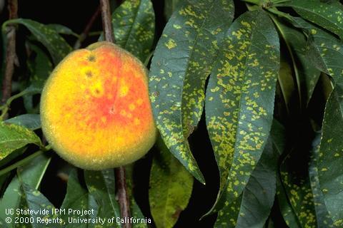 Sunken, orangish lesions on a ripening peach fruit and yellow lesions caused by rust, <i>Tranzschelia discolor</i>.