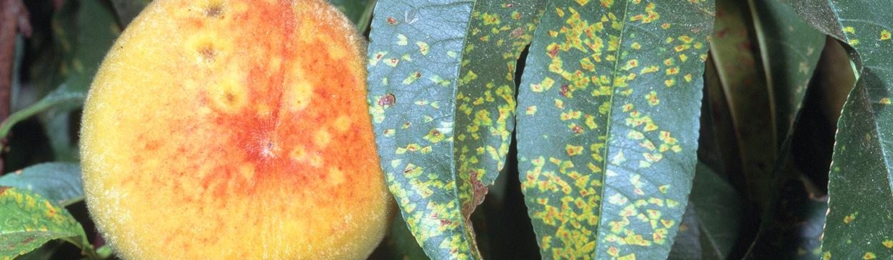 Rust symptoms on fruit and leaves.