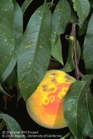 Rust symptoms on peach leaves and fruit.