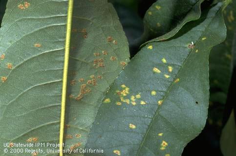 Yellowish spots on the upper side of a peach leaf (right) caused by rust, <i>Tranzschelia discolor</i>. Reddish brown spores of the rust fungus have developed in lesions on the underside of an adjacent leaf.