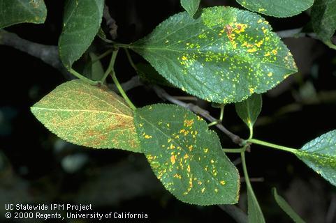 Rust appears as yellow spots on the upper leaf surface (right) above the reddish pustules on the lower leaf surface (left).