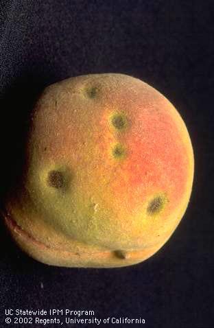 Rust lesions on a ripe peach.